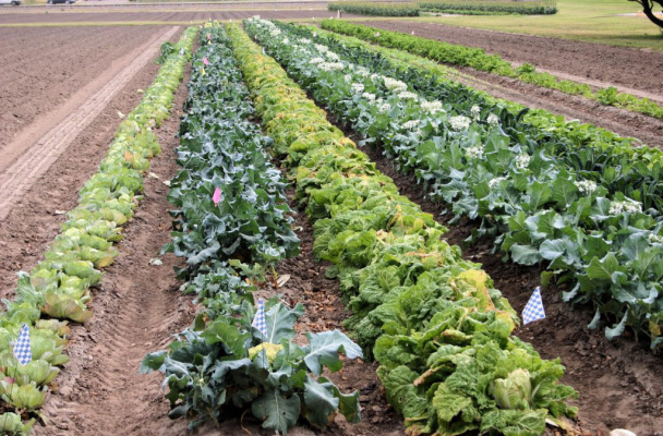 Organically grown crops in South Texas. Photo courtesy of Texas A&amp;M AgriLife