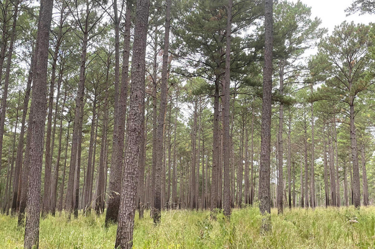 East Texas forests growing strong