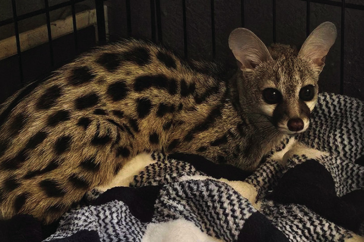 Annie, the newest addition to PrideRock Wildlife Refuge in Terrell, is a genet. Genets may look like cats, but are more closely related to mongooses. Photo courtesy of PrideRock Wildlife Refuge